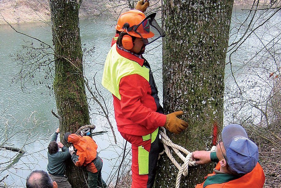 Mehr Holz beim Gewässerunterhalt: Raubäume