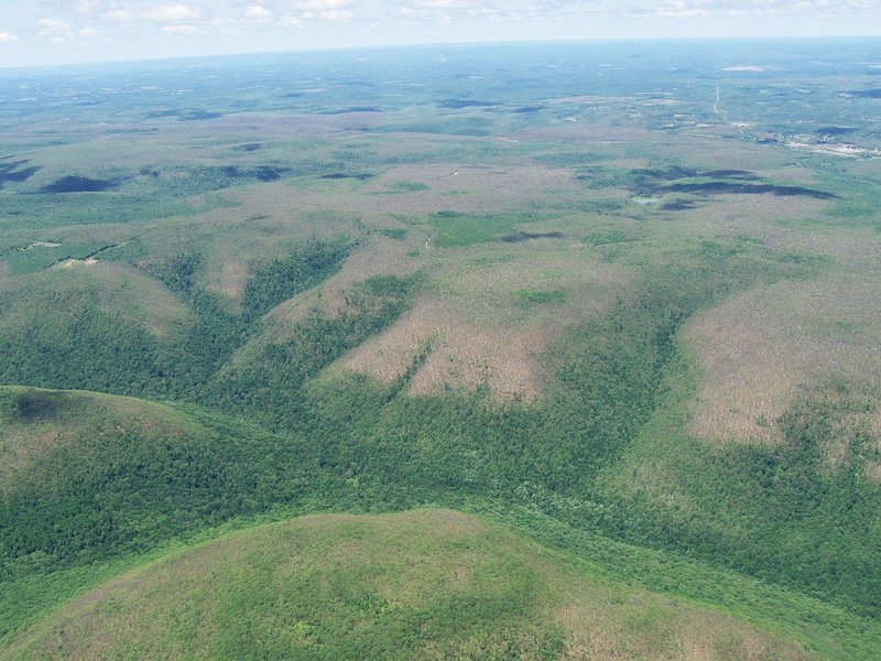 Abb. 1: Im Juli 2007 vom Schwammspinner kahlgefressene Laubbäumen in den Appalachen in der Nähe von Snow Shoe, Pennsylvania. (Foto: Dhalusa, Gypsy Moth Defoliation Snow Shoe PA, CC BY-SA 3.0)