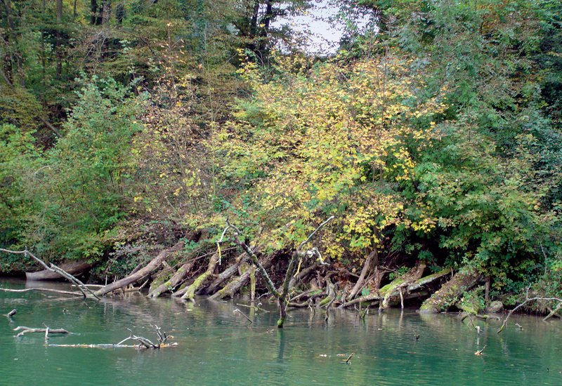 Raubäume im Wasser