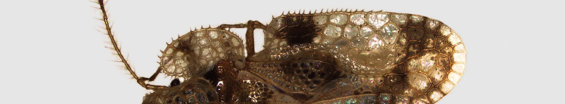 Eichennetzwanze von oben