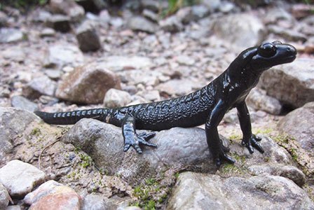 Bayerns Wege im Schutzwaldmanagement