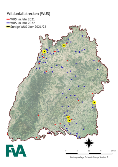 Abb. 4: Verteilung der Wildunfallstrecken der Jahre 2021 (rot) und 2022 (blau) in Baden-Württemberg auf Basis der polizeilich dokumen-tierten Wildunfälle. Wildunfallstrecken, die in beiden Jahren bestehen, werden als stetige Wildunfallstrecken (schwarz mit gelbem Rand) hervorge-hoben. Als Wildunfallstrecke werden mindestens 6 Wildunfälle mit einem maximalen Abstand von 200m zwischen den Unfällen pro Jahr definiert (s. Abschlussbericht Märtz und Brieger, 2023).