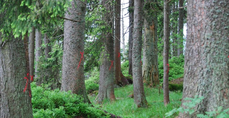 Conifers marked with a red X