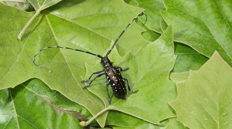 large black beetle with white dots and long antennae