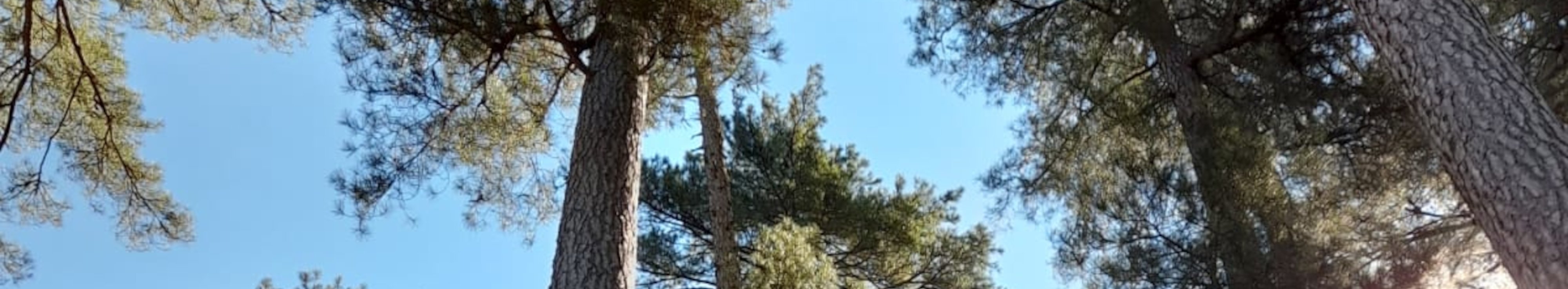 Nadelbäume vor blauem Himmel