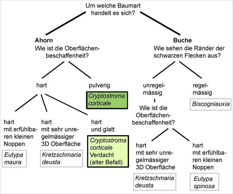 Entscheidungsbaum zum Erkennen von Russrindenkrankheit im Feld Entscheidungsbaum zum Erkennen von Russrindenkrankheit im Feld