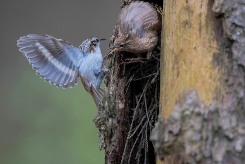 Zwei Vögel streiten um einen Nistplatz in einer Rindentasche eines Hochstumpfes