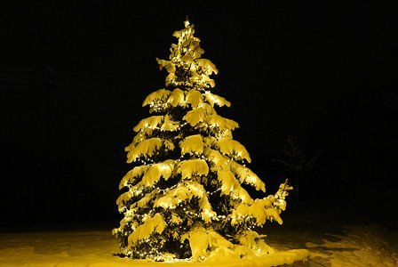 Zur Geschichte des Weihnachtsbaumes