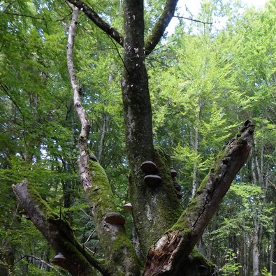 Albero morto nel bosco