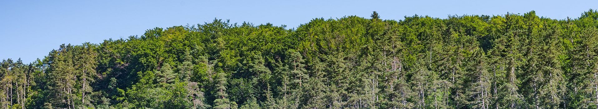  Sonniger Waldhang mit Felsen in Baden-Württemberg (Max Media – stock.adobe.com)