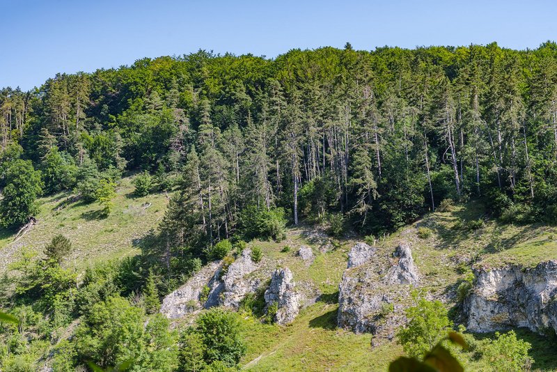 Sonniger Waldhang mit Felsen in Baden-Württemberg (Max Media – stock.adobe.com)