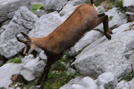 On the trail of the chamois