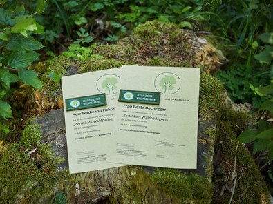 two certificates on a tree trunk
