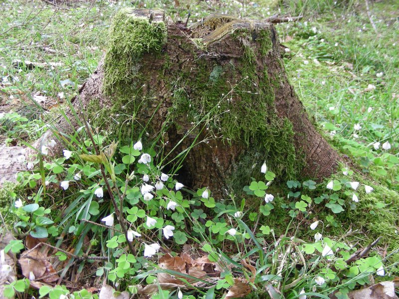 Biodiversität im Wald an einem Baumstumpf