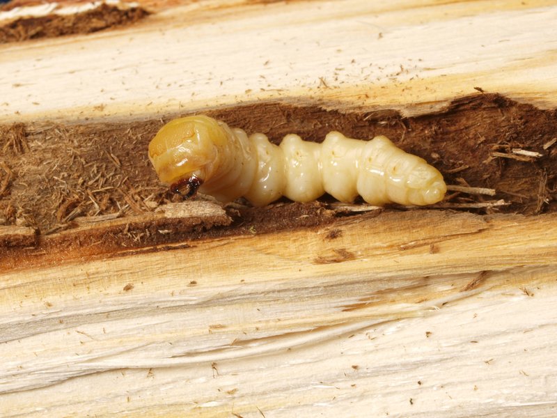 thick white larva