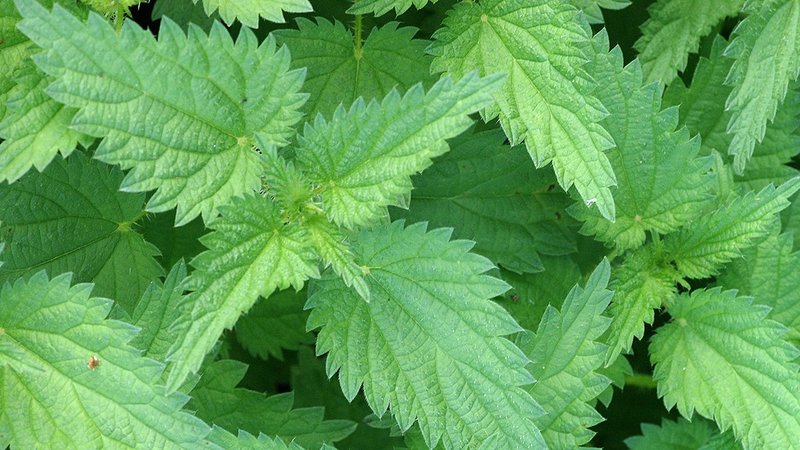 The Stinging Nettle A Well Armed Allrounder 