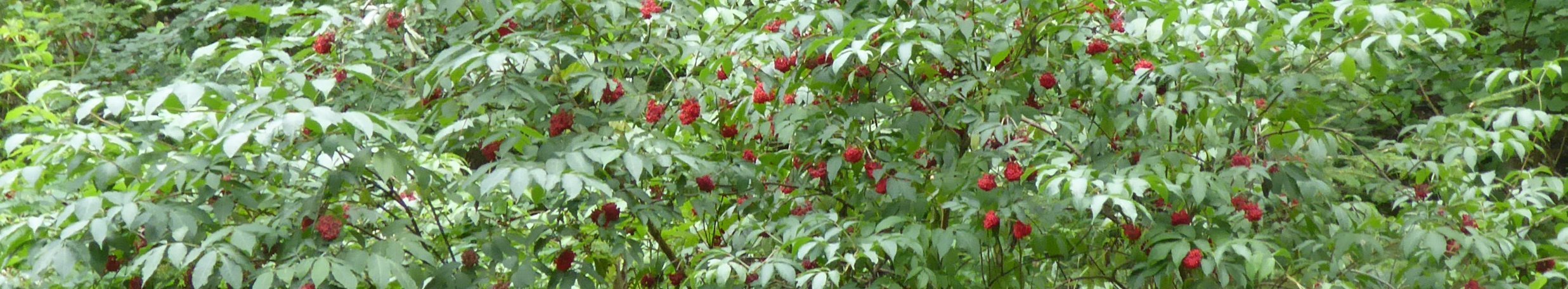 Strauch mit roten Beeren