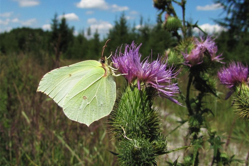 a yellow brimstone butterfly sits with closed wings on a purple flower