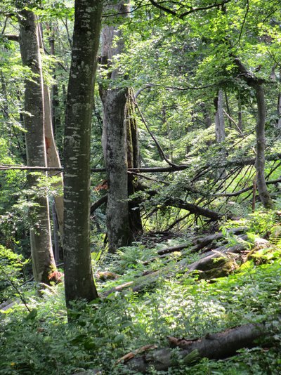 Habitat trees in a forest