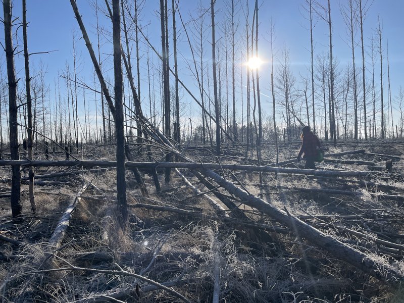 Waldbrandschadfläche in der Sonne