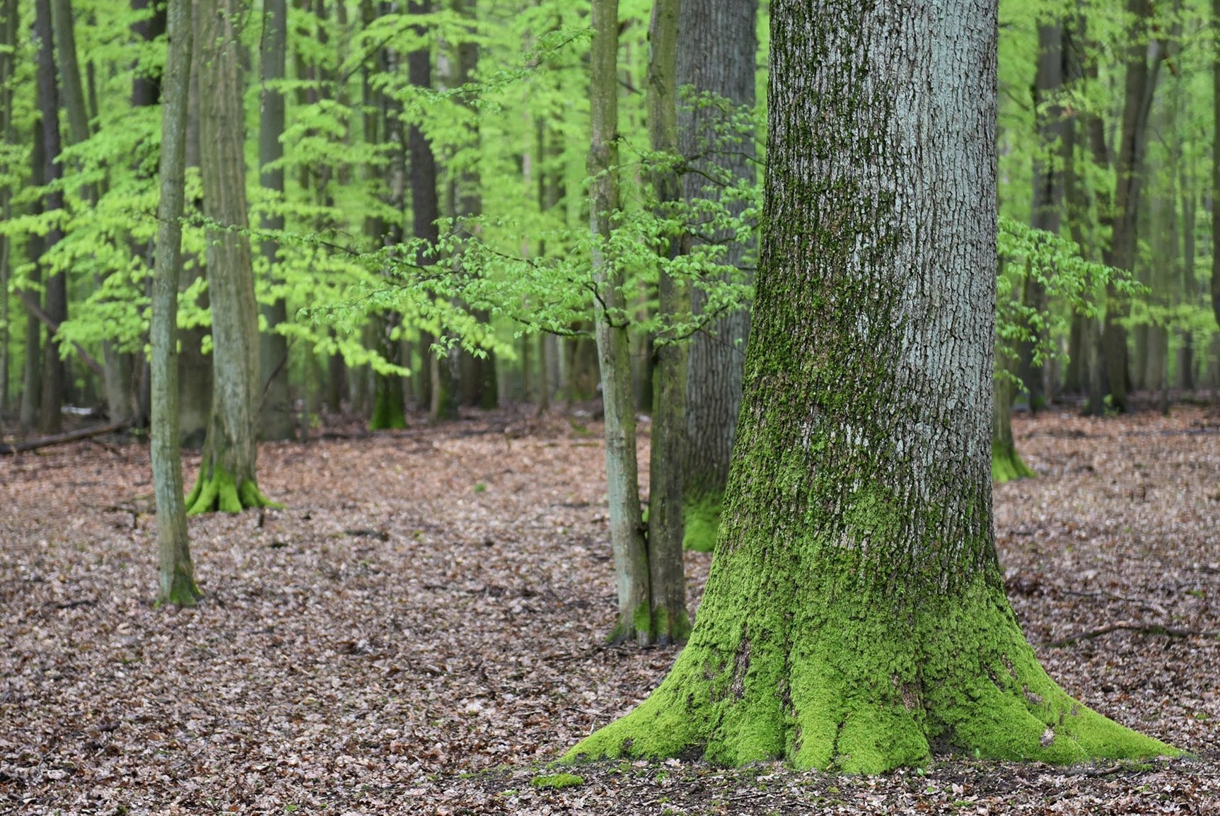 Alte Eichen im Laubwald