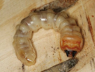Citrus longhorned beetle larva