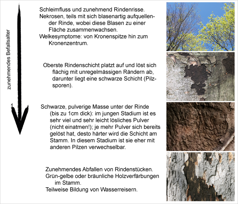 Symptomabfolge mit zunehmendem Krankheitsverlauf. Symptomabfolge mit zunehmendem Krankheitsverlauf.