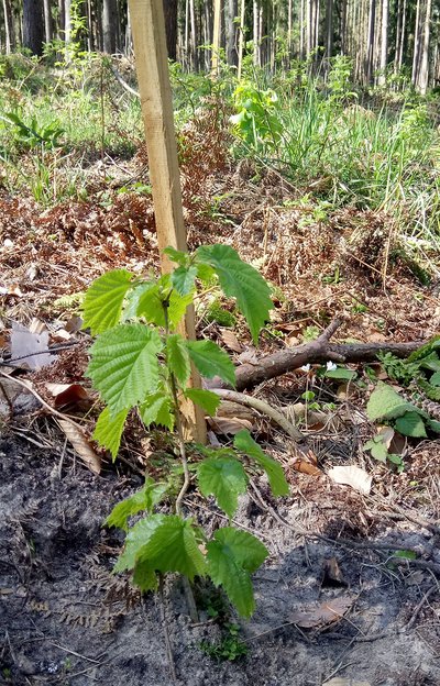 Frisch gepflanzte Baumhasel in Hummelshain, Thüringen