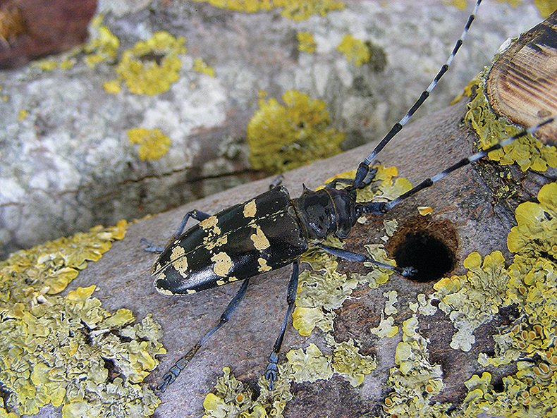 describe the case study of the asian longhorned beetle