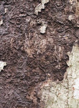 Russrindenkrankheit (Cryptostroma corticale) Russrindenkrankheit (Cryptostroma corticale)