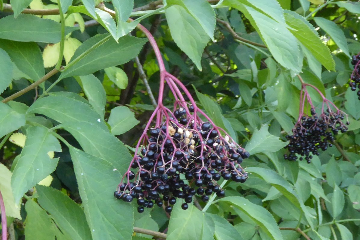 Traube aus vielen kleinen schwarzen Beeren an einem Ast