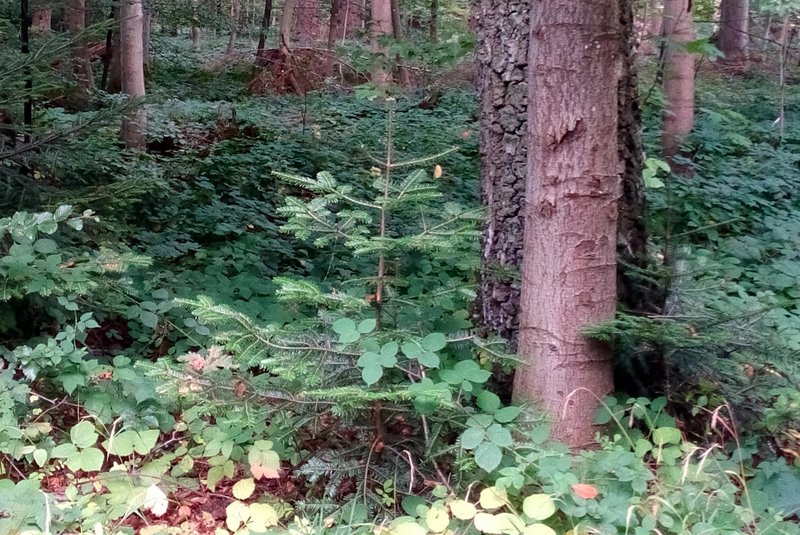strukturreicher Wald