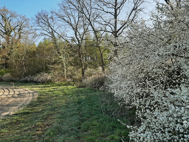 Waldrand mit blühenden Bäumen