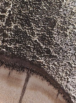 Ahorn-Kohlenkrustenpilz (Eutypa maura) Ahorn-Kohlenkrustenpilz (Eutypa maura)