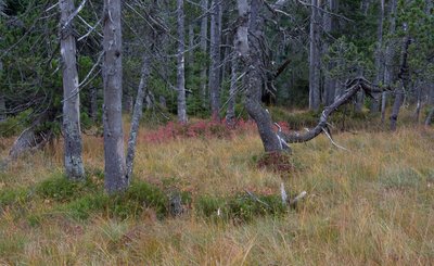 Lebensraum Haselhuhn