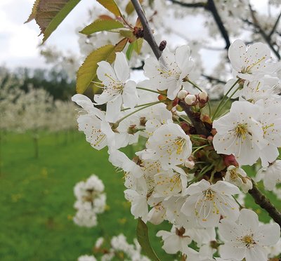 Kirschblüten