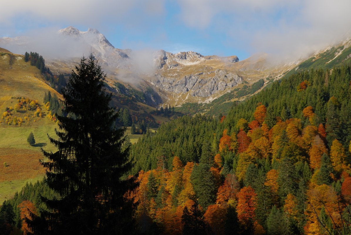 eine herbstliche Bergkulisse in den Allgäuer Hochalpen. Rechts ein Farbenprächtiger Bergmischwald, links offene Almflächen, im Hintergrund Wolkenverhangene Gipfel