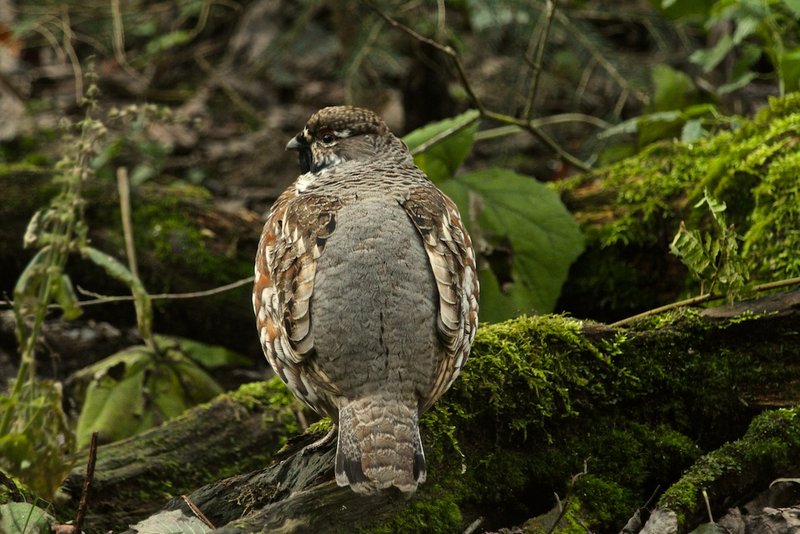 Haselhuhn iauf dem Waldboden