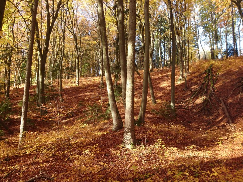 herbstlicher lichter Buchenwald