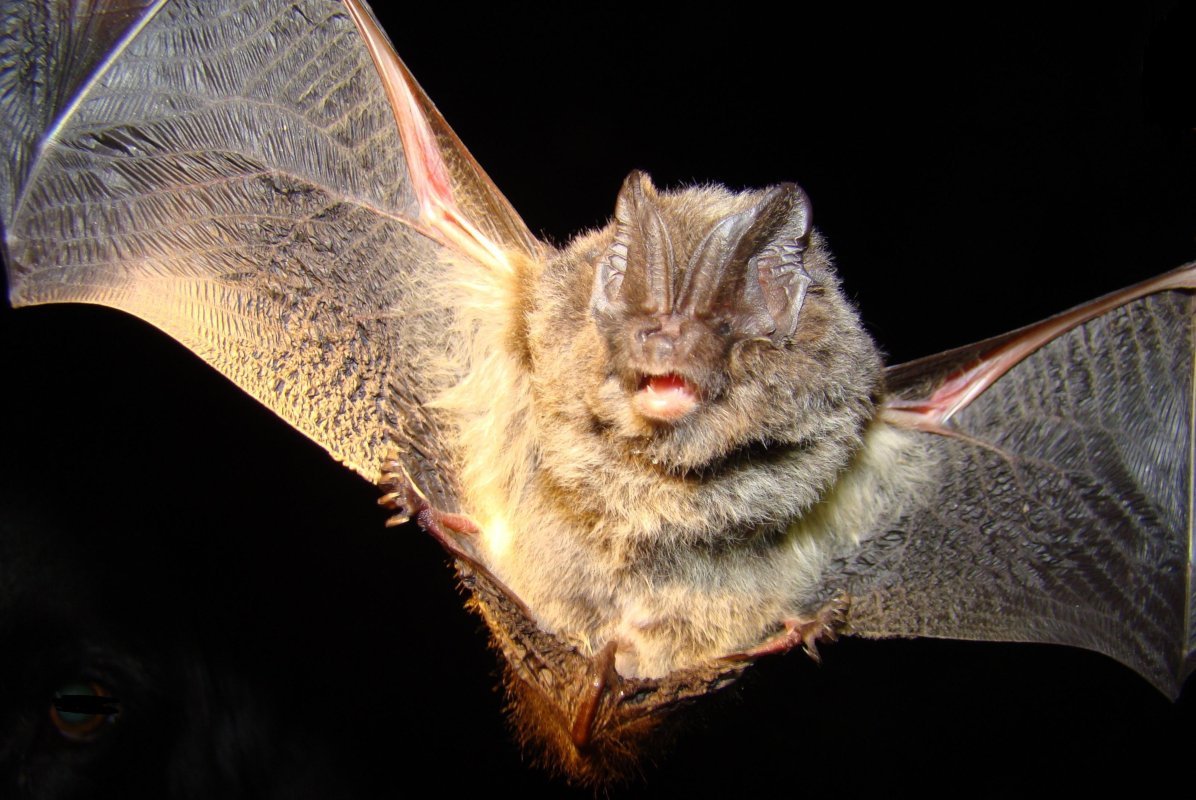 Fledermaus im Flug