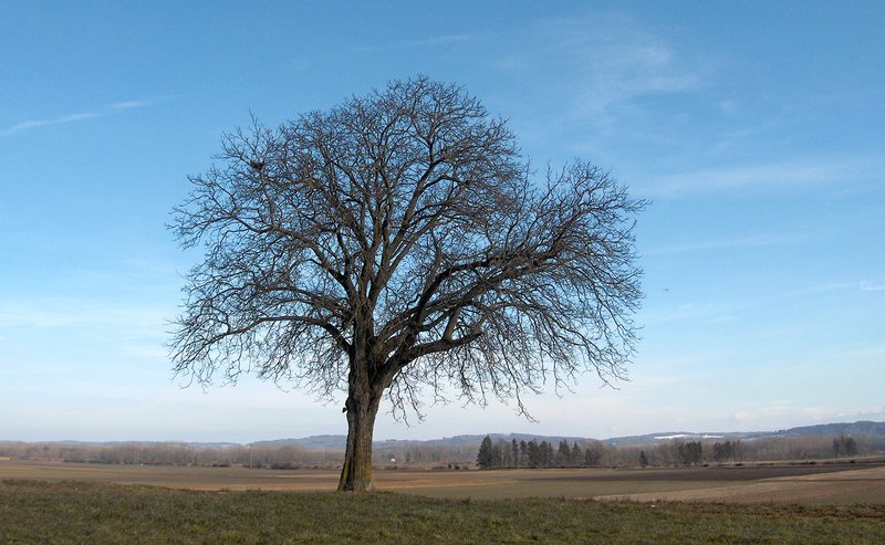 le noyer comme on le connait, isolé dans la campagne le noyer comme on le connait, isolé dans la campagne