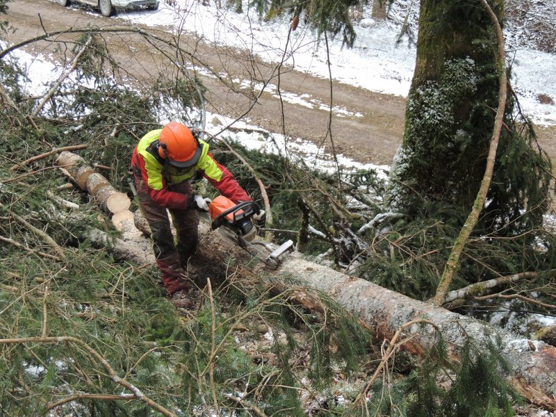 Ein Waldarbeiter bearbeitet eine frisch gefällte Fichte mit der Borkenkäferfräse
