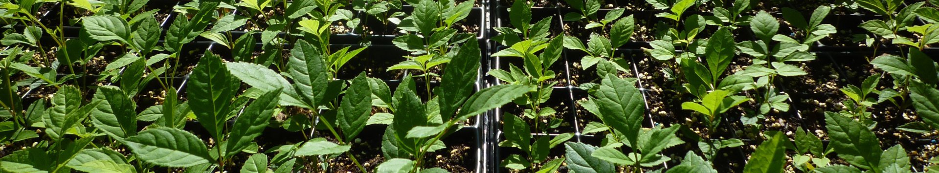 Eschenjungpflanzen in Töpfen auf einer Plantage