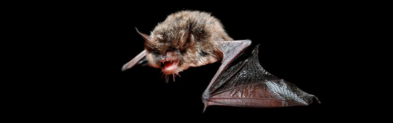 Bat in flight