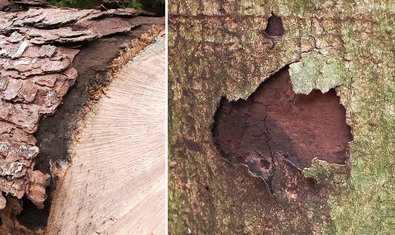 Russrindenkrankheit (Cryptostroma corticale) Russrindenkrankheit (Cryptostroma corticale)