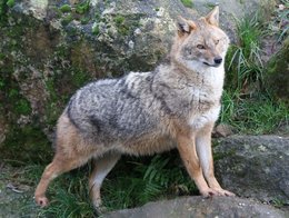 Ein Goldschakal steht auf einem Stein