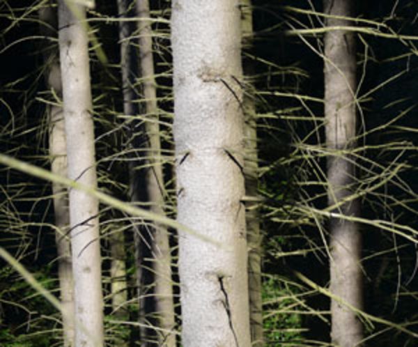 Waldbewirtschaftung Nachhaltig Und Dennoch Suboptimal?