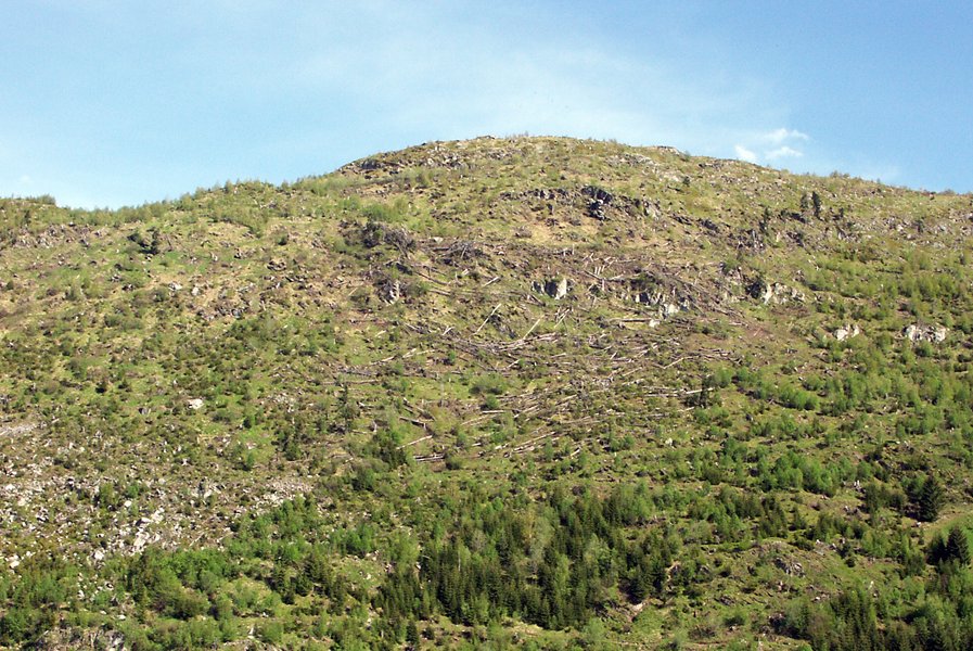 Wiederbewaldung von Vivian-Windwurfflächen im Gebirge Wiederbewaldung von Vivian-Windwurfflächen im Gebirge