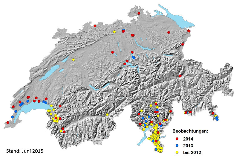 Nachweise der Edelkastanien-Gallwespe (Dryocosmus kuriphilus) in der Schweiz