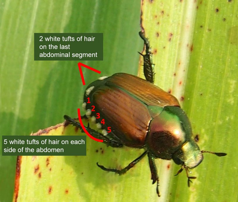 Key distinguishing features of the Japanese beetle